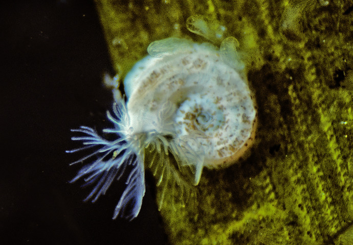 Photo of Dexiospira spirillum